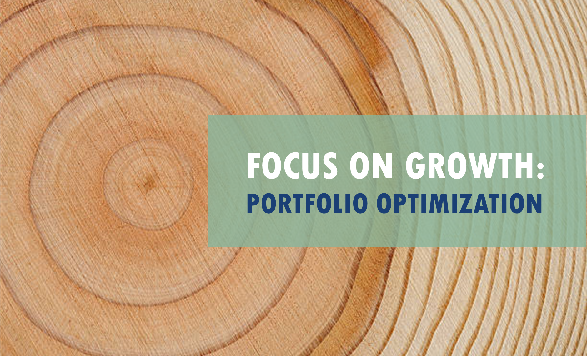 Focus on growth portfolio optimization